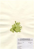 藏品(孔石蓴)的圖片